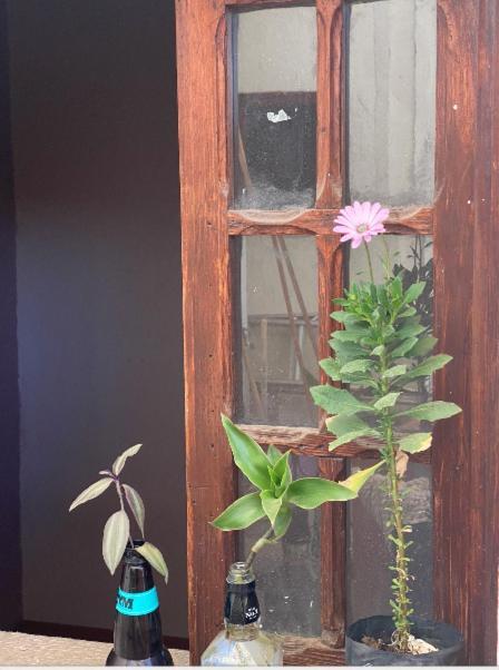 Hostal Del Centro En Slp San Luis Potosi Luaran gambar